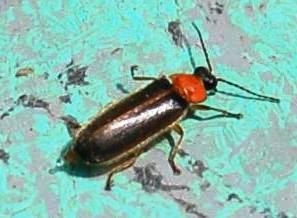 The fire fly also known locally as kelip kelip or api api