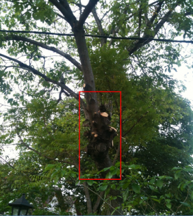 Close up of the other side of the tree. 
