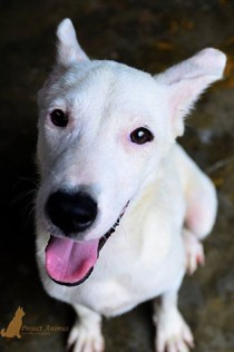 More than 20 dogs and pups will be there looking for a home