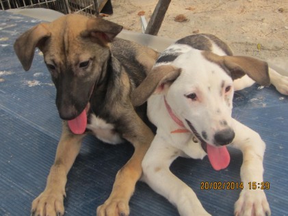 Charlene & Channel for adoption