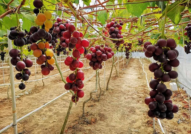 Cameron Highlands: The perfect weekend getaway