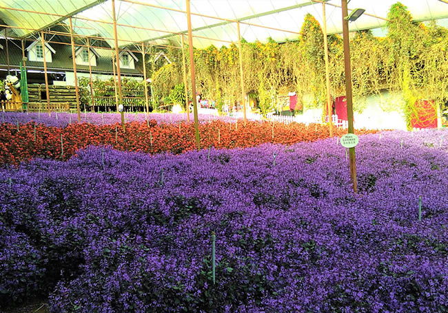 Cameron Highlands: The perfect weekend getaway