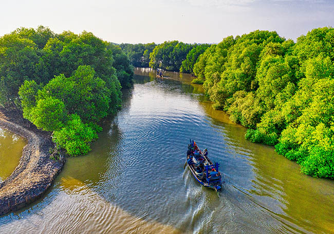 Mangrove forests protecting our coastline