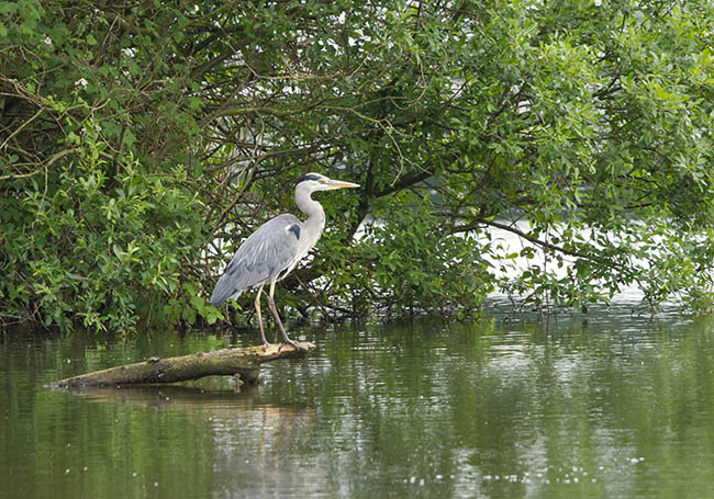 Mangrove forests protecting our coastline