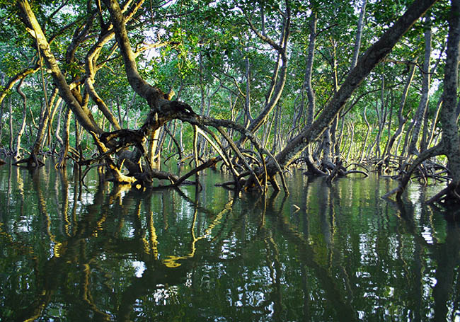 Mangrove forests protecting our coastline