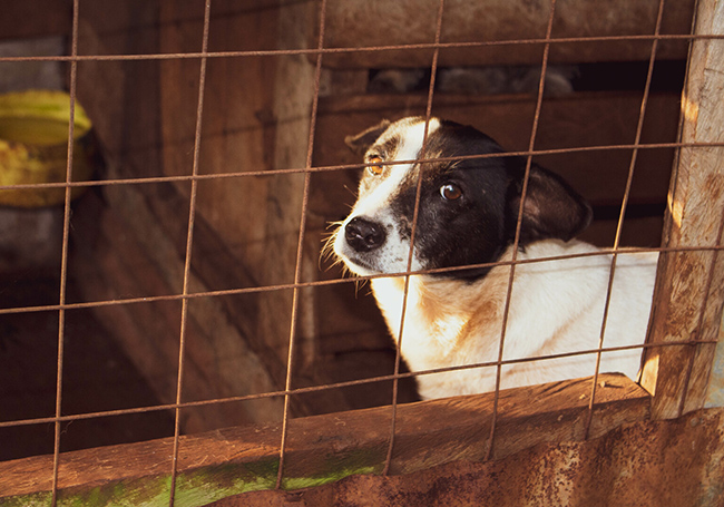 Majlis Perbandaran Klang animal shelters