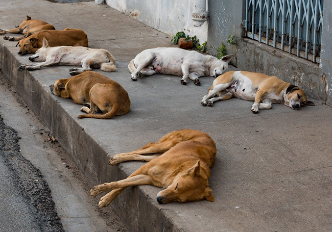 Majlis Perbandaran Klang animal shelters
