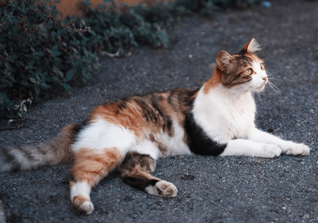 Rising animal abuse cases in Penang demand urgent action