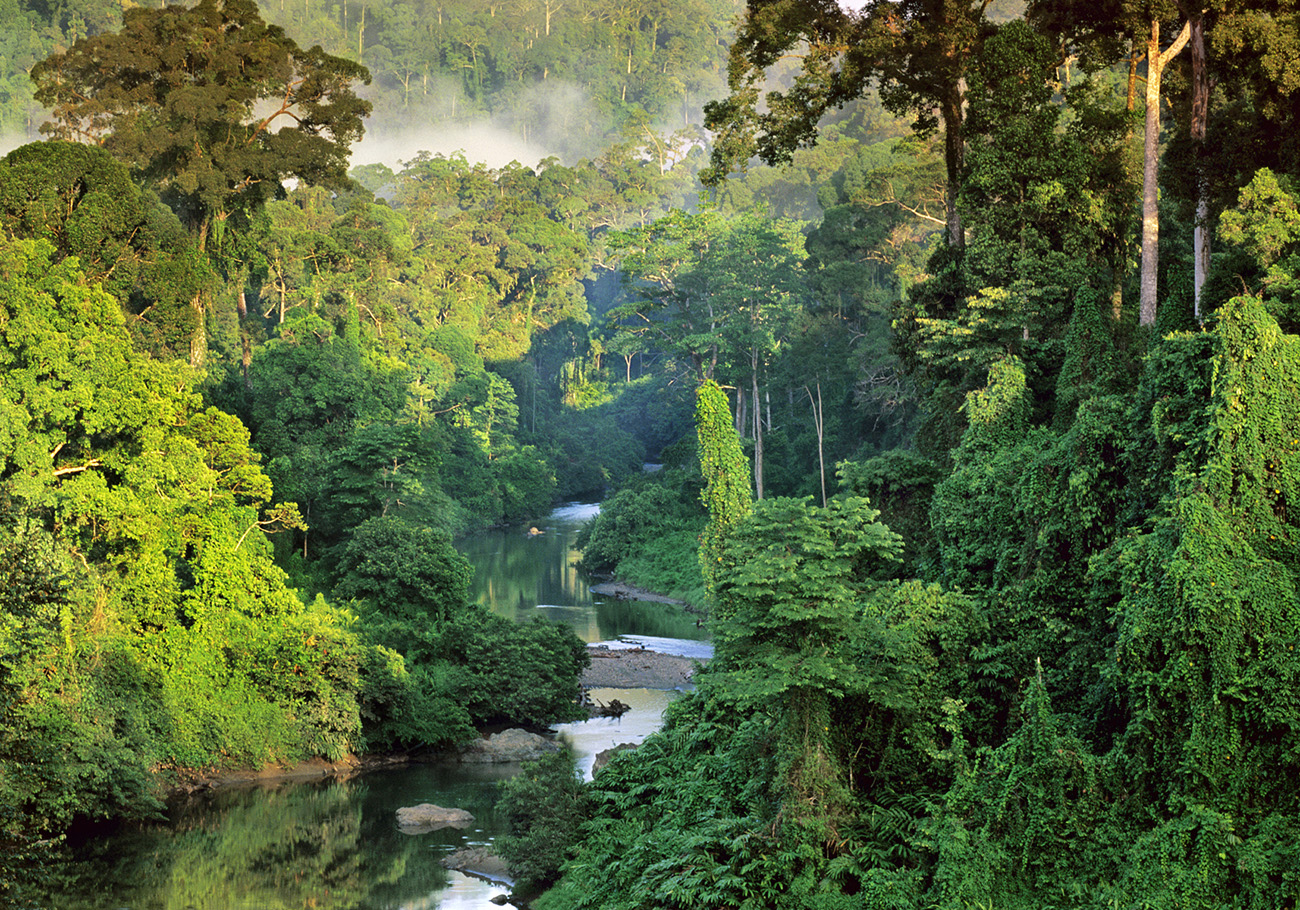 Malaysia's forest cover could drop under 50% in the future