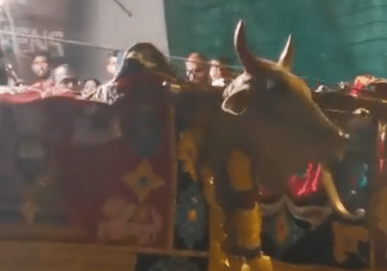 CAP demands cessation of bull use in chariot processions