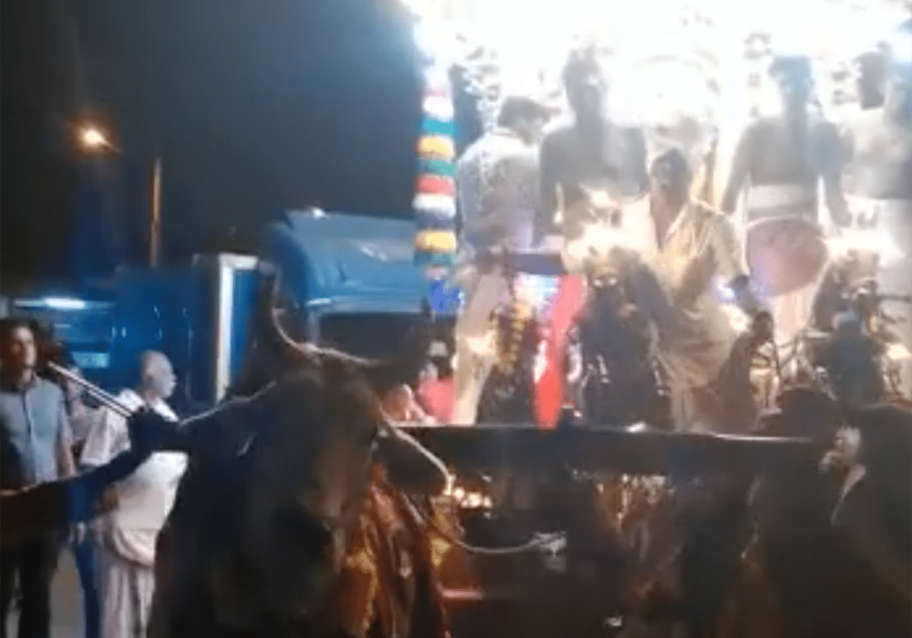 CAP demands cessation of bull use in chariot processions