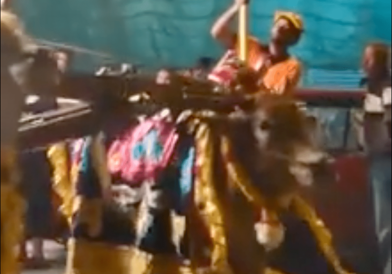 CAP demands cessation of bull use in chariot processions