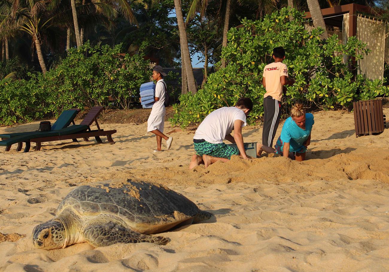 Turtle species face imminent threat as decline continues