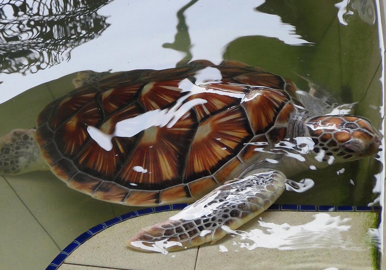 Turtle species face imminent threat as decline continues