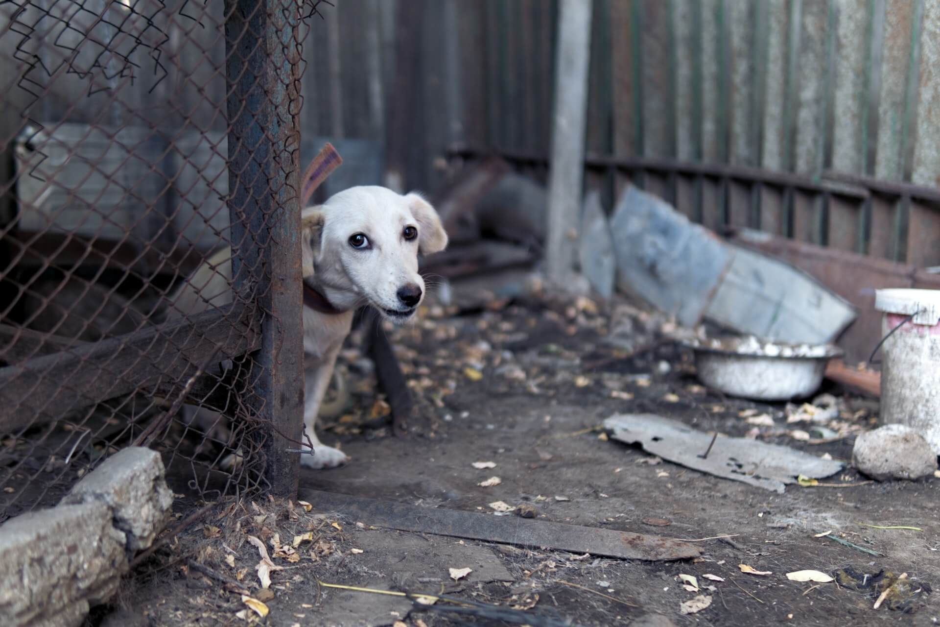 Rising animal abuse cases in Penang demand urgent action