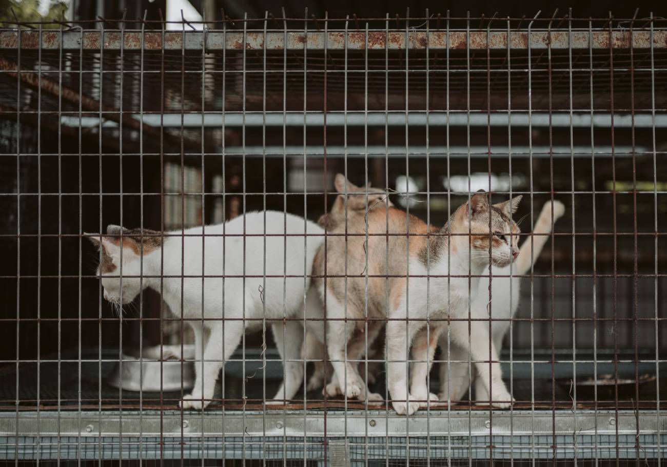 The Butterworth Fur Kids’ Home (BFKH), a no-kill animal shelter in Juru, urgently seeks funding to construct a new and larger shelter on an adjacent plot of land. 