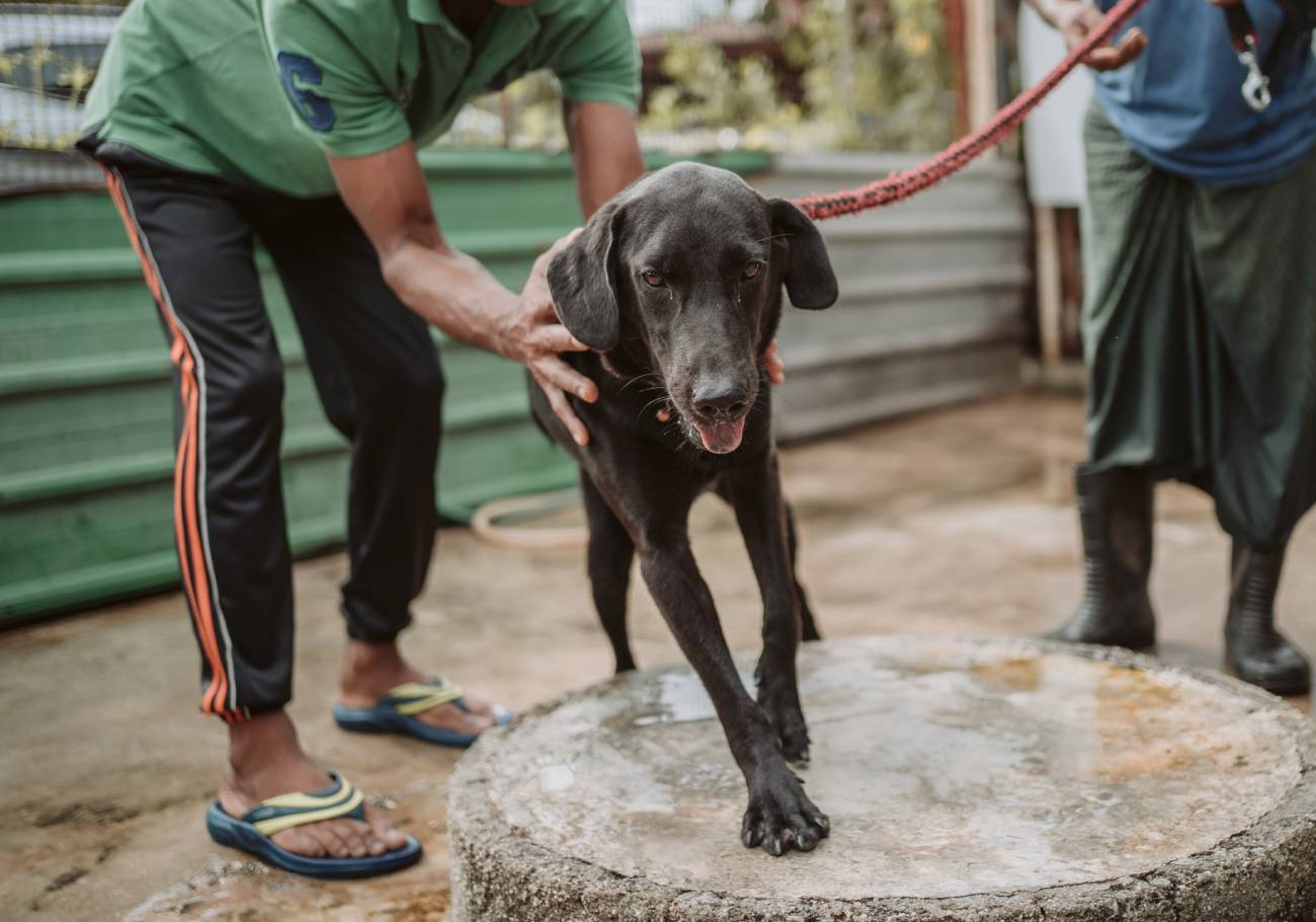 The Butterworth Fur Kids’ Home (BFKH), a no-kill animal shelter in Juru, urgently seeks funding to construct a new and larger shelter on an adjacent plot of land. 