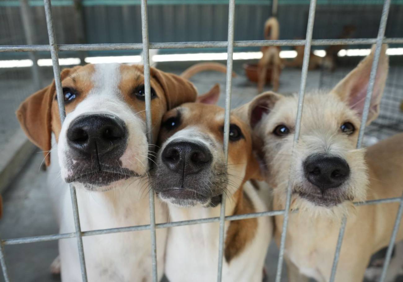 Save The Strays Team: Saving strays, one tail at a time
