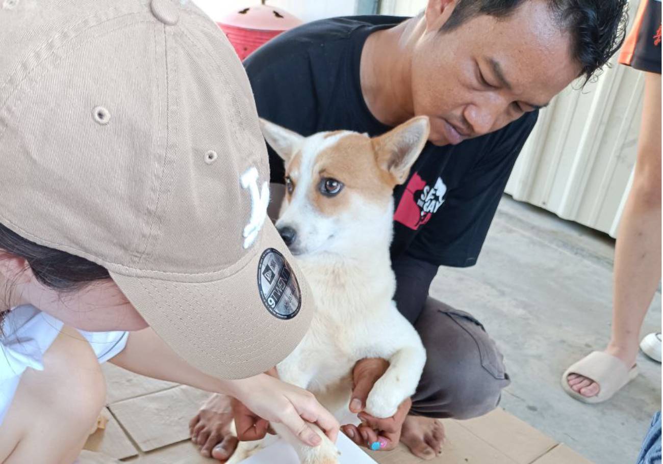 Save The Strays Team: Saving strays, one tail at a time