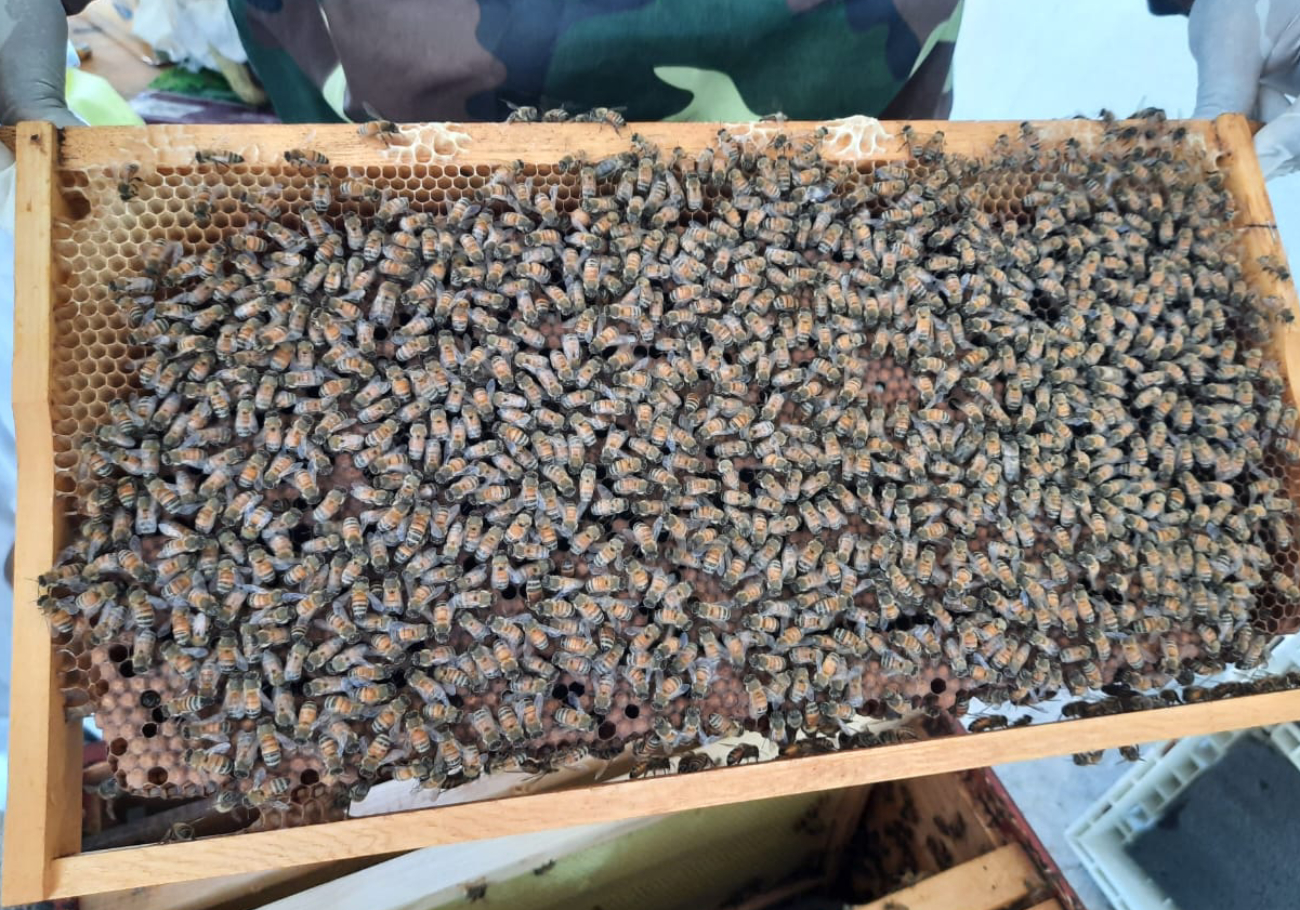Bee-aware: CAP sounds the alarm to save the bees