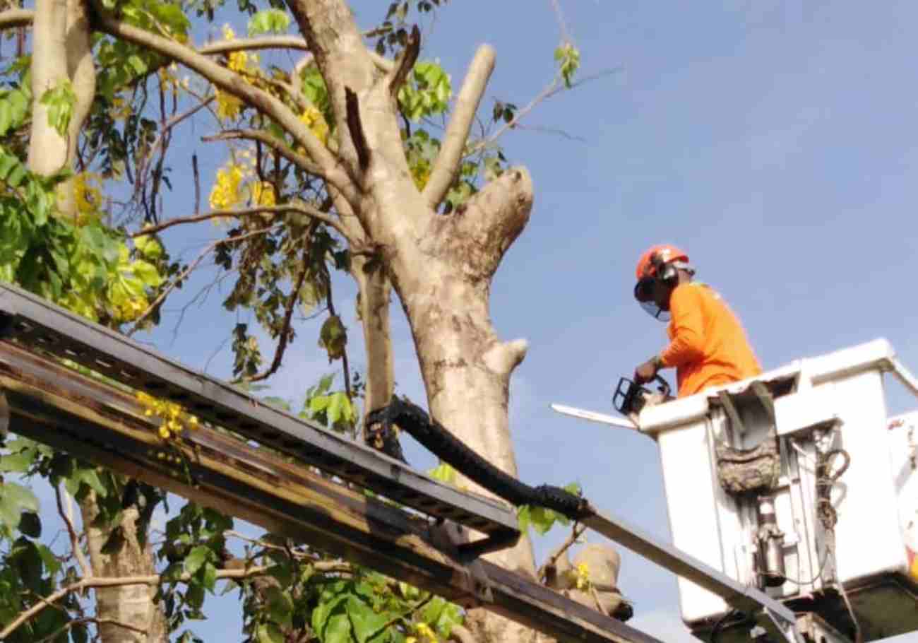 Ipoh City Council prioritises tree safety and maintenance