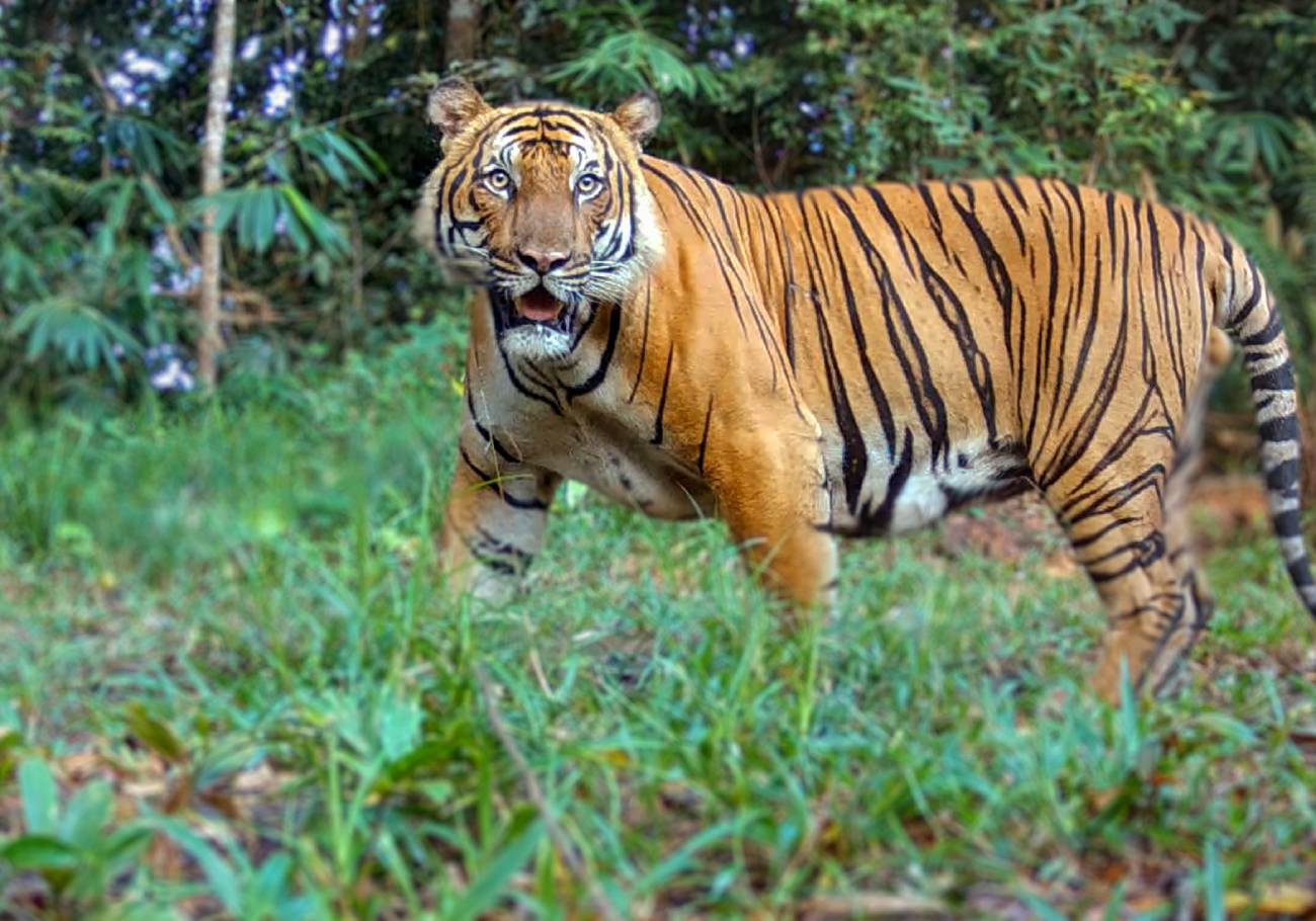 Rimau: Fighting for the survival of the Malayan tiger