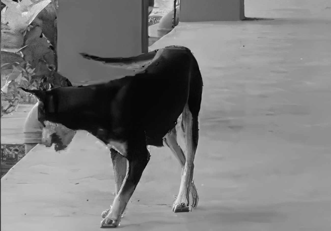 Outrage erupts over Kopi's killing by Besut District Council