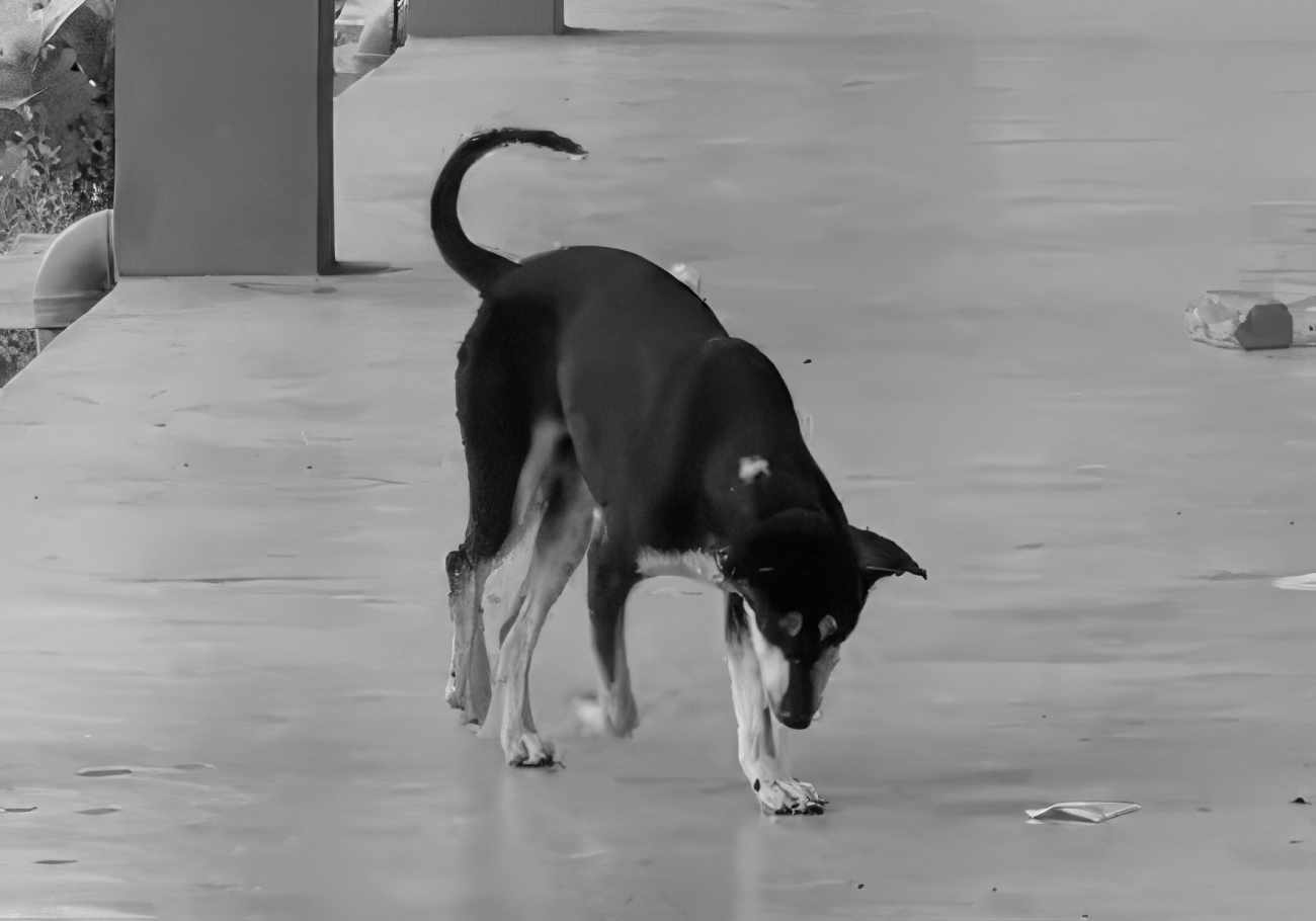 Outrage erupts over Kopi's killing by Besut District Council