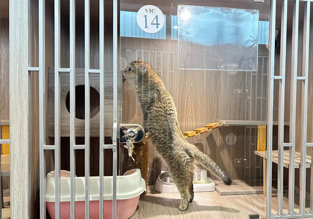 Ufi’s Premium Cat Hotel: Purr-fect getaway for cats